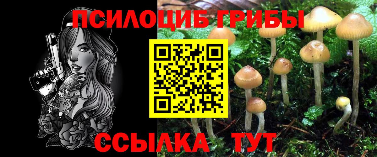 Черняховск  Галлюциногенные грибы мицелий  Псилоцибиновые грибы Psilocybe  Вход с VPN 